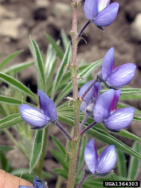 Lupinus polyphyllus  blue lupine : Go Botany