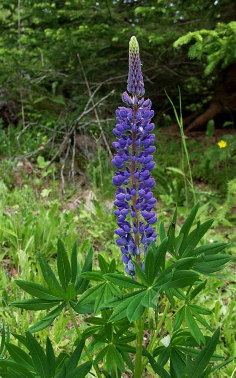 Lupinus polyphyllus | Control in Road
