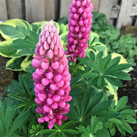 Lupinus polyphyllus  Gallery Red    Lupine  4  Pot ...
