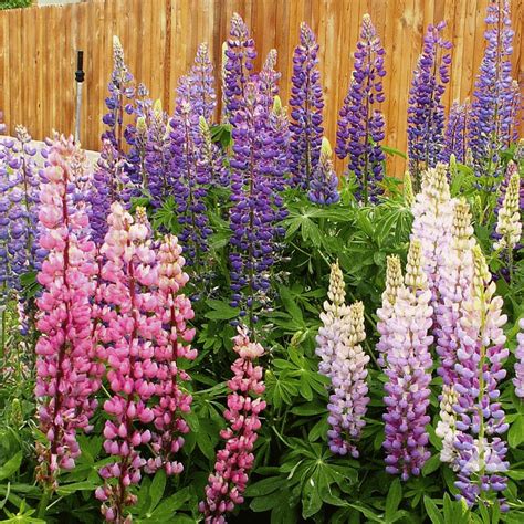Lupinus polyphyllus  Russell Lupine  Wildflower Seed