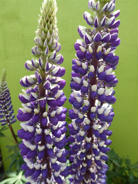 Lupinus polyphyllus  The Governor    Buy Online at Annie s ...