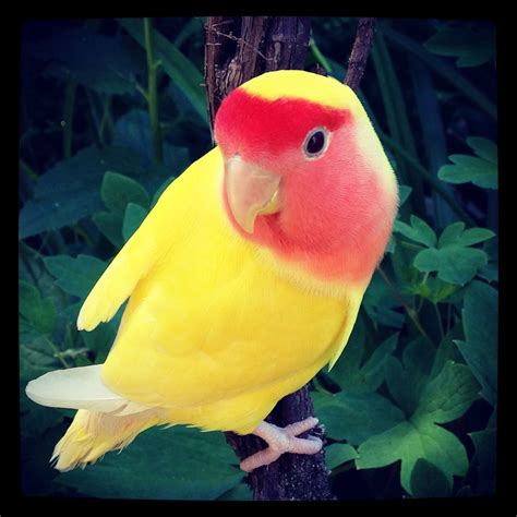 #lutino # lovebird #yellowbird | Pájaros hermosos, Aves ...