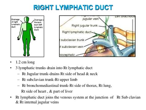 Lymph and lymphatic system