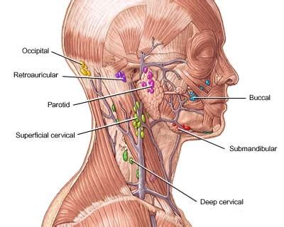 Lymph Node Locations   Neck, Groin, Ear, Diagram, Pictures ...