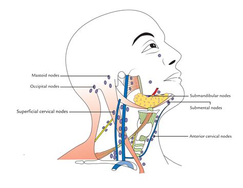 Lymph Nodes of Neck or Cervical Lymph Nodes – Earth s Lab
