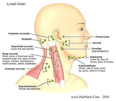 Lymph Nodes Of The Head And Neck Anatomy Glands Neck ...