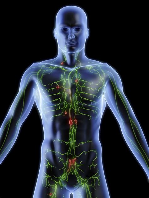 Lymph Nodes: Structure, Function, Types, and Diseases