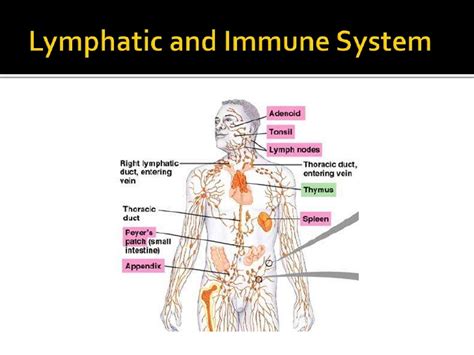 Lymphatic and immune system