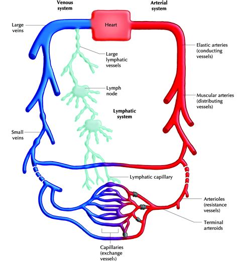 Lymphatic Circulatory System | Transport Systems In ...