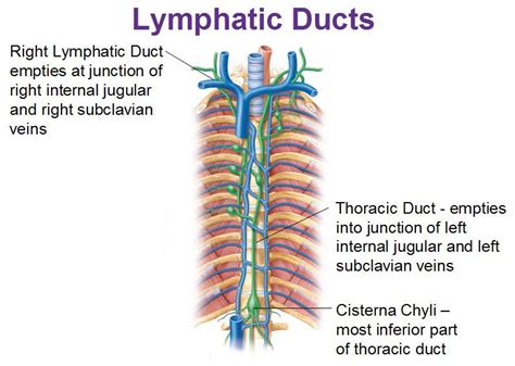 lymphatic ducts, thoracic duct, cisterna chyli ...