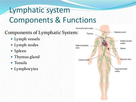 Lymphatic system Components & Functions Components of ...