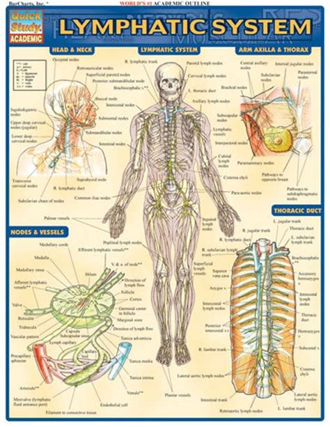 Lymphatic System | Examville   Sellfy.com