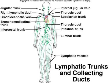 Lymphatic System Lab