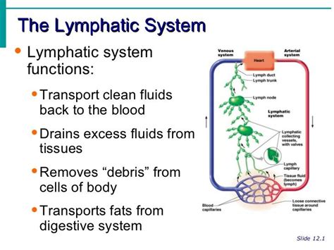 Lymphatic System Notes | Massage & health | Lymphatic ...