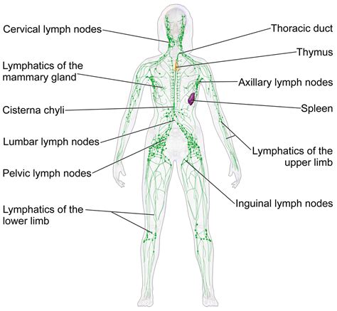 Lymphatic system   Wikipedia