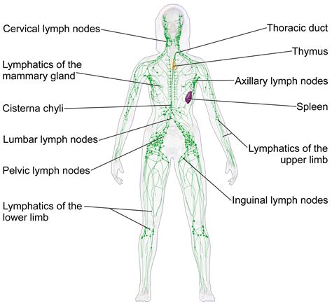 Lymphatic system   Wikiwand