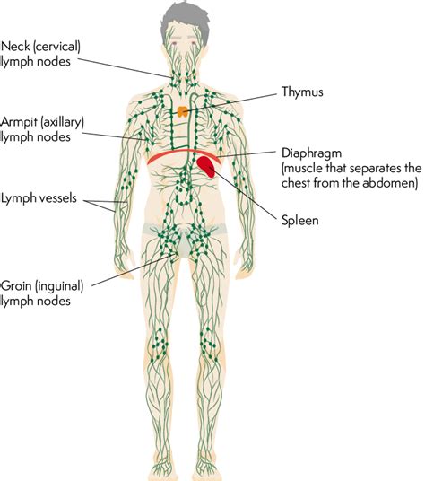 Lymphoma Action | The lymphatic system