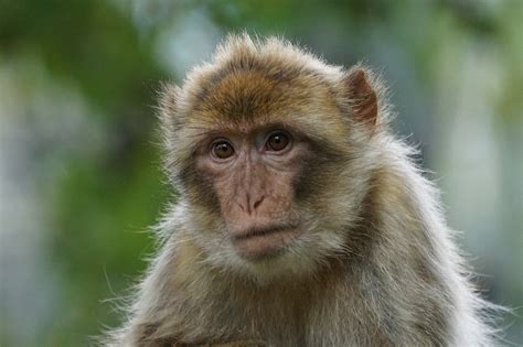 Macaco Mono Del Viejo Mundo · Foto gratis en Pixabay