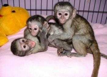 Macacos prego, macacos esquilo, macacos aranha, chimpanzés ...