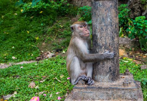 Macaque Monkey | Free stock photos   Rgbstock   Free stock images ...