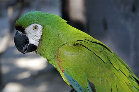 Macaw Bolivian Green Parrot   Bird Breeds Central