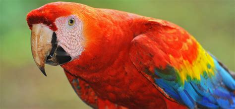 macaw, Parrot, Bird, Tropical, 65 Wallpapers HD / Desktop ...