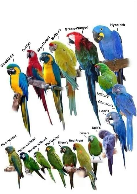 Macaw types | beautiful birds | Pet birds, Beautiful birds ...