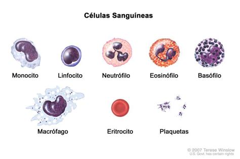 macrofagos histologia   Buscar con Google | Hemacias ...