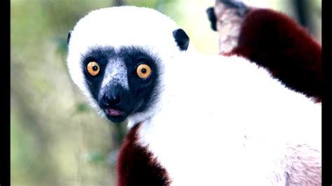 Madagascar ,  la isla con la reserva de especies endémicas de fauna y ...