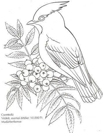 Madarak és fák napja | Bird drawings, Bird coloring pages, Animal ...