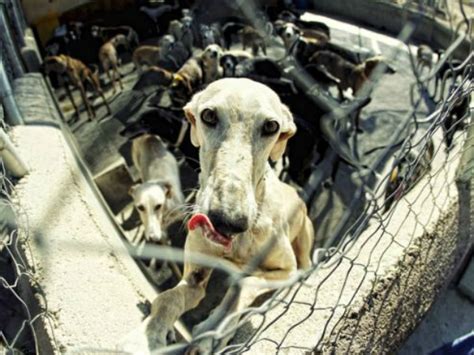 Madrid prohibirá por ley sacrificar a animales abandonados   Todo mascotas