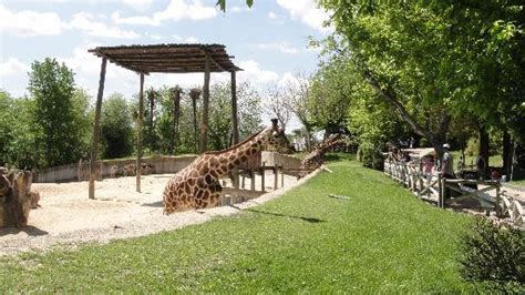 Madrid Zoo Giraffes – Foto de Zoo Aquarium de Madrid ...