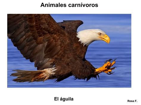 Maestra de Primaria: Animales carnívoros. Vocabulario en ...