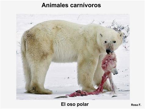 Maestra de Primaria: Animales carnívoros. Vocabulario en ...