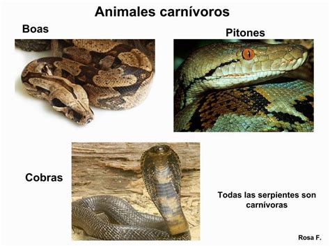 Maestra de Primaria: Animales carnívoros. Vocabulario en ...