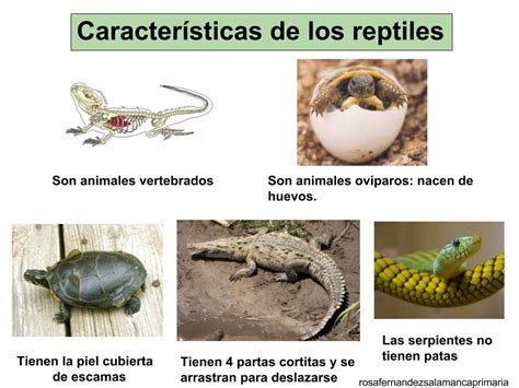 Maestra de Primaria: Animales vertebrados e invertebrados ...