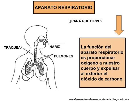 Maestra de Primaria: Aparato respiratorio y circulatorio ...