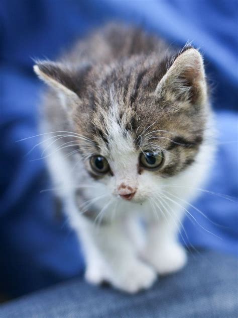 magical meow | Kittens cutest, Cute animals, Meow cute