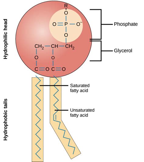 Main constituent of cytoplasm. Cytosol vs. Cytoplasm. 2019 ...