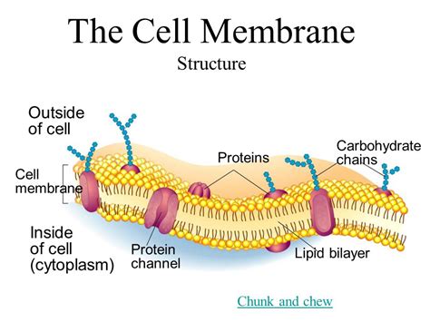 Main function of plasma membrane. Functions of the Plasma ...