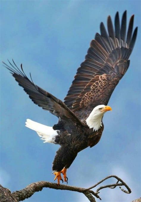 Majestuoso vuelo!!! | Aves rapaces, Aves de rapiña, Fotos de aguilas