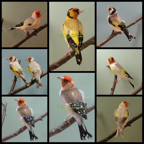 Major putters mutaties Siberian goldfinch AviMarkt