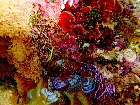 MALACOLOGÍA MEDITERRÁNEA: Red Cape Mollusk and invertebrates