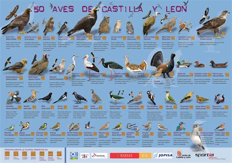 #Malaria #Aviar en las #Aves acuáticas de #Castilla y #León