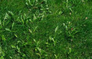 Malas hierbas en el césped, identificalas y controlalas ...