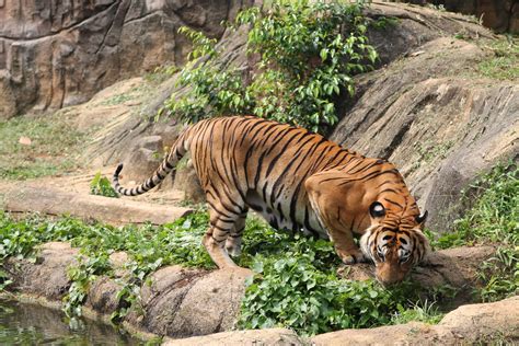Malayan tiger  Panthera tigris jacksoni    ZooChat