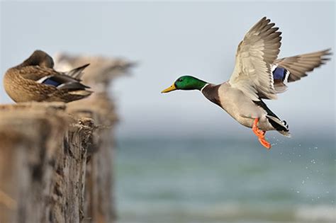 Mallard Duck Facts & Information