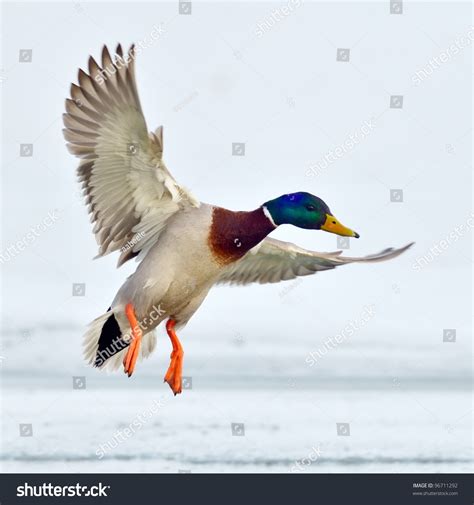 Mallard Duck Flying Stock Photo 96711292 : Shutterstock