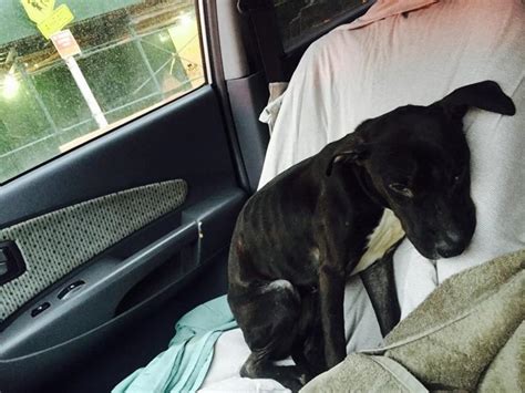 Malnourished dog found chained to tree in Prospect Park ...