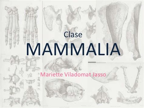 Mamíferos  Clase Mammalia